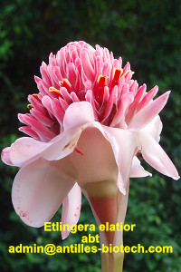 Pink torch ginger