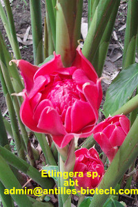 Tulip torch ginger
