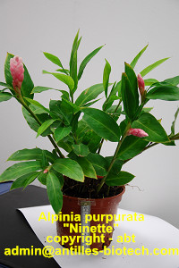 Pot Plant Pink Ginger Lily